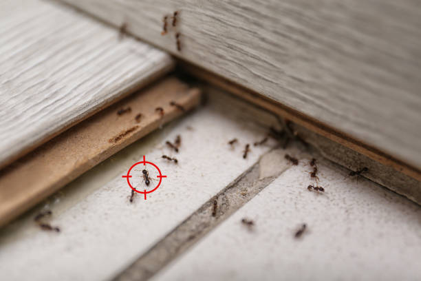Best Commercial Pest Control Services  in Mesita, NM