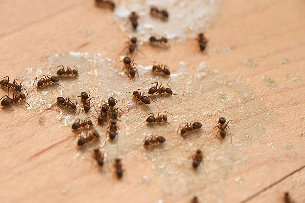 Professional Pest Control in Mesita, NM
